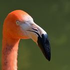 Kuba-Flamingo (Phoenicopterus ruber)