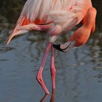 Kuba – Flamingo: Putztag