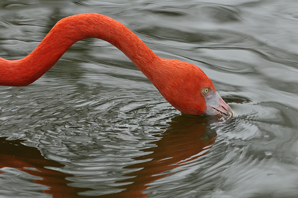 Kuba – Flamingo – Schlangenhals