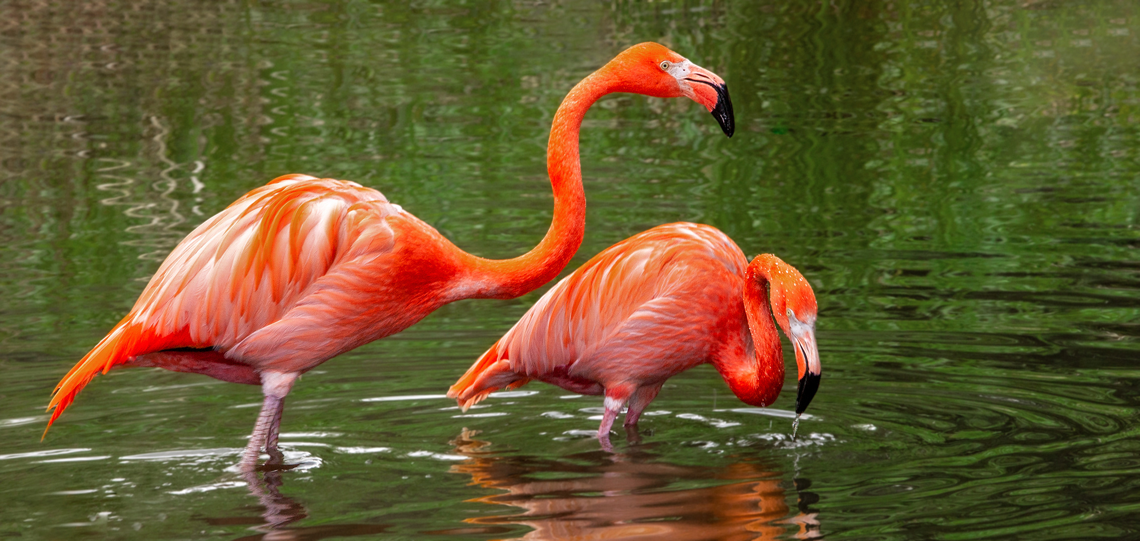 Kuba Flamingos 001 