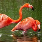 Kuba Flamingos 001 