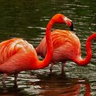 Kuba Flamingos 003