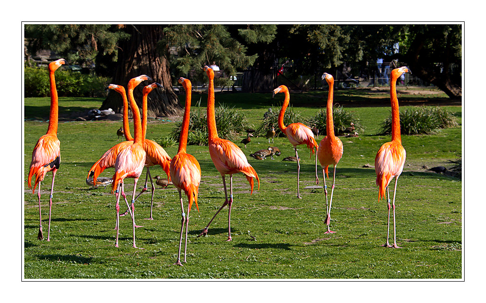 kuba-flamingos