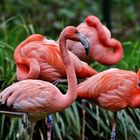 Kuba- Flamingos