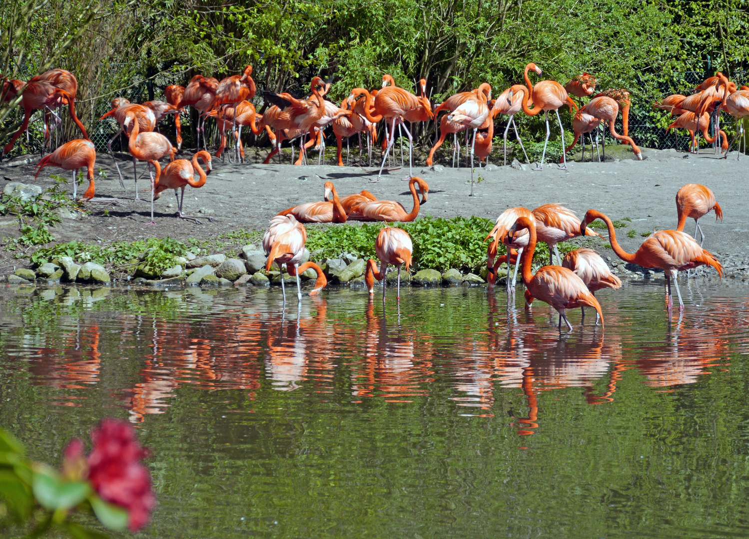 Kuba-Flamingos im Weltvogelpark Walsrode