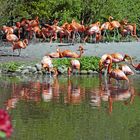 Kuba-Flamingos im Weltvogelpark Walsrode