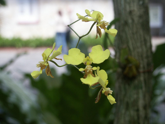 Kuba Gelbe Orchideen