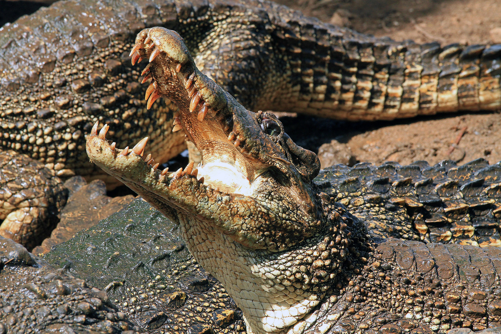 Kuba-Krokodil,  Halbinsel Zapata, Kuba
