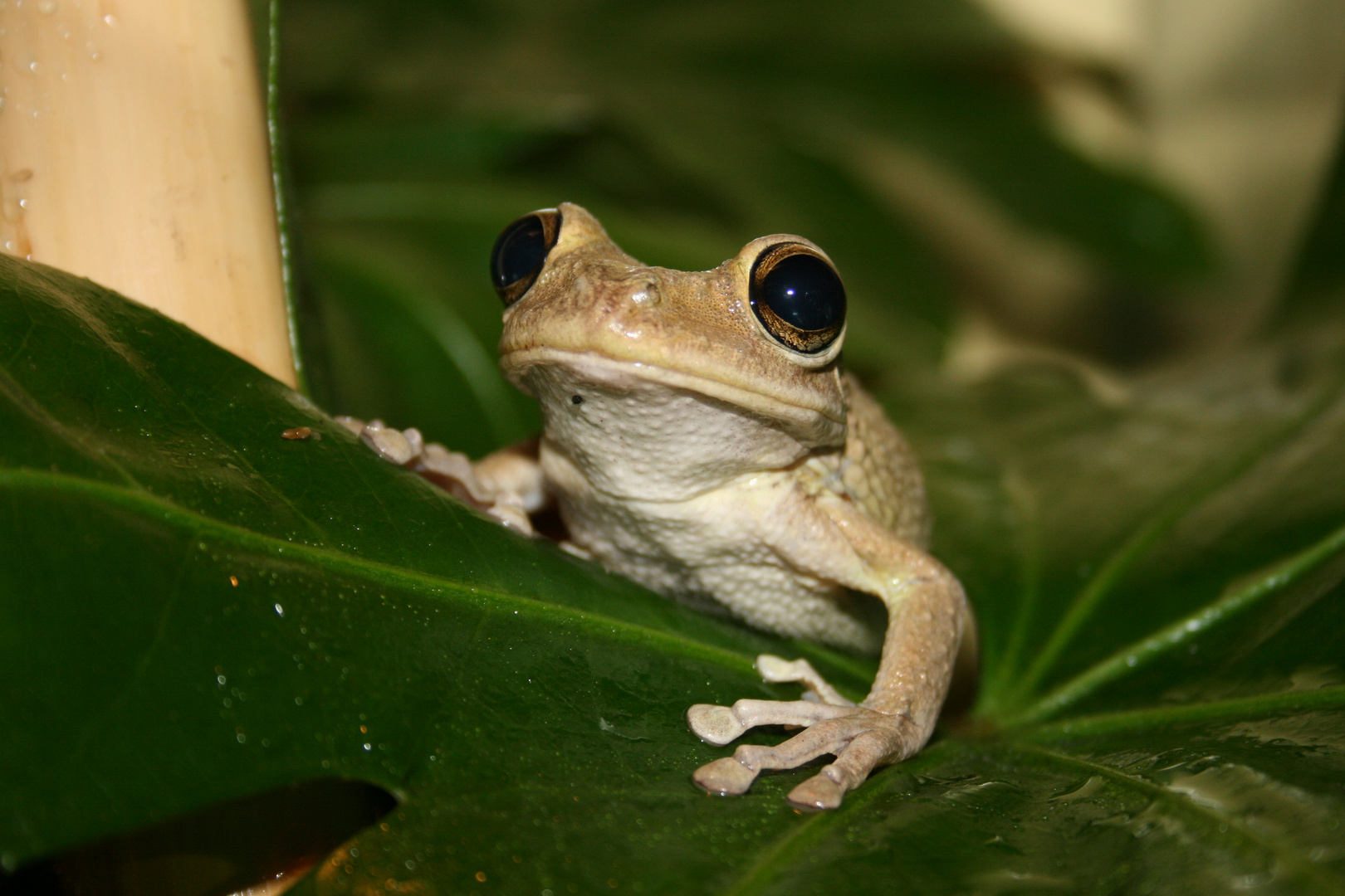 Kuba- Laubfrosch