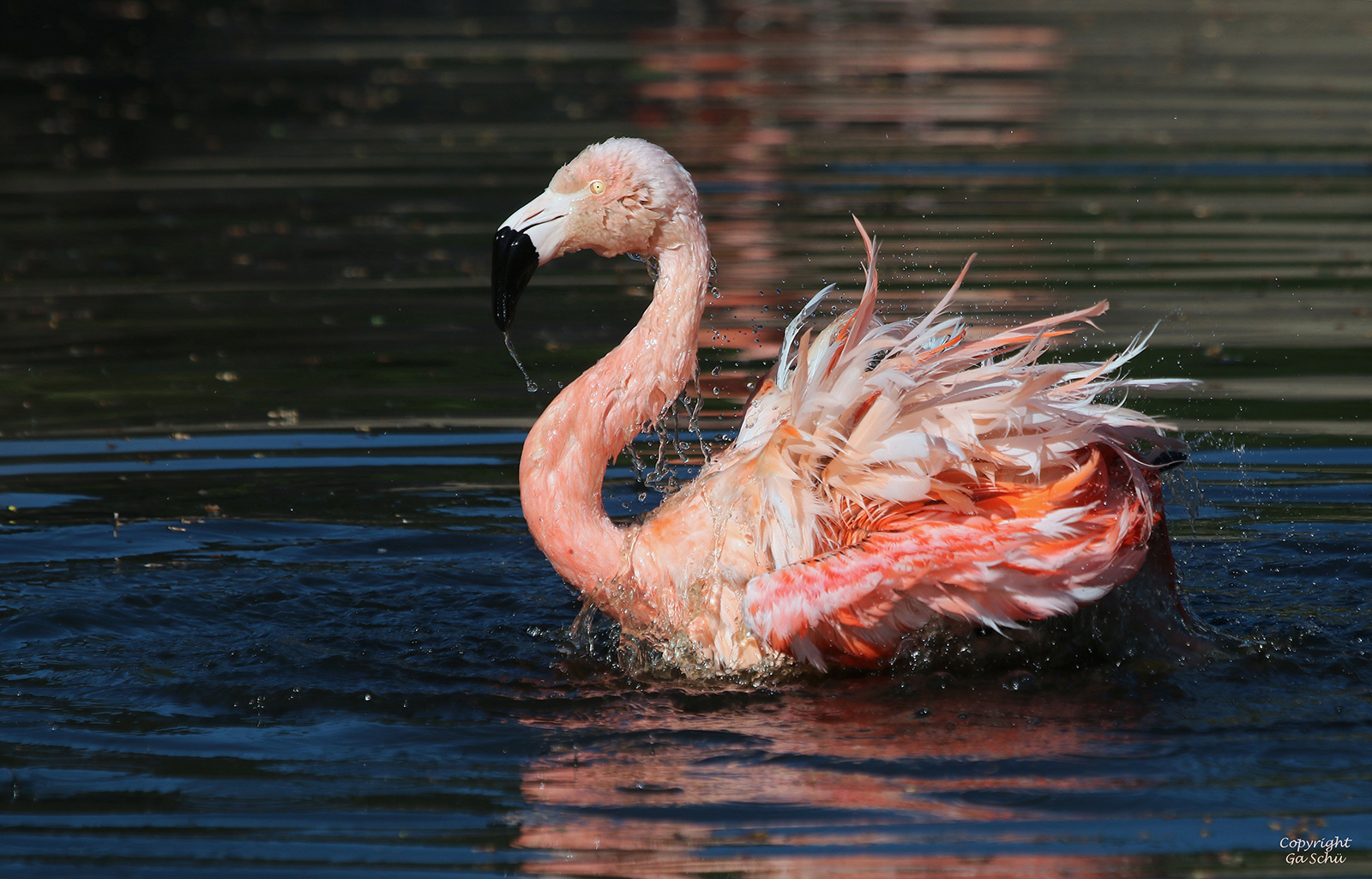 Kuba- oder Chile Flamingo