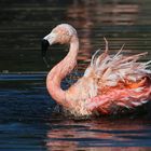 Kuba- oder Chile Flamingo