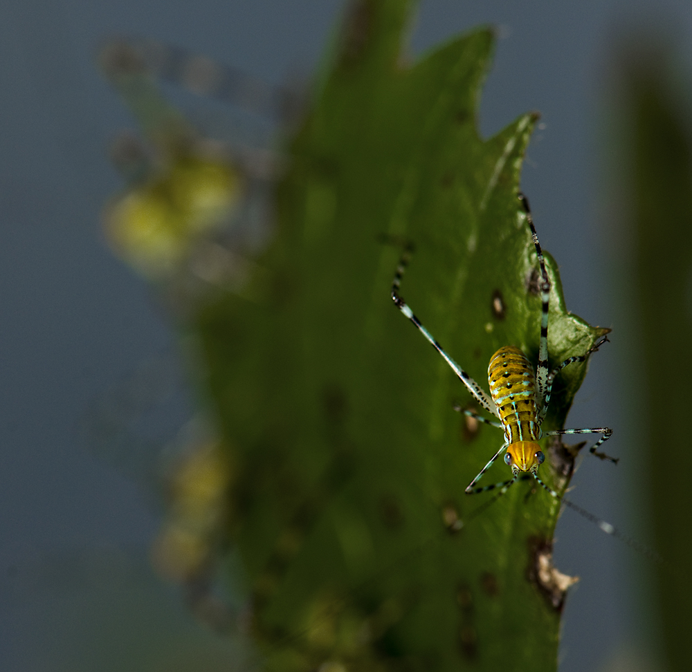 Kuba-Riesenlaubschrecke (Stilpnochlora coulonia) Larve