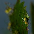 Kuba-Riesenlaubschrecke (Stilpnochlora coulonia) Larve