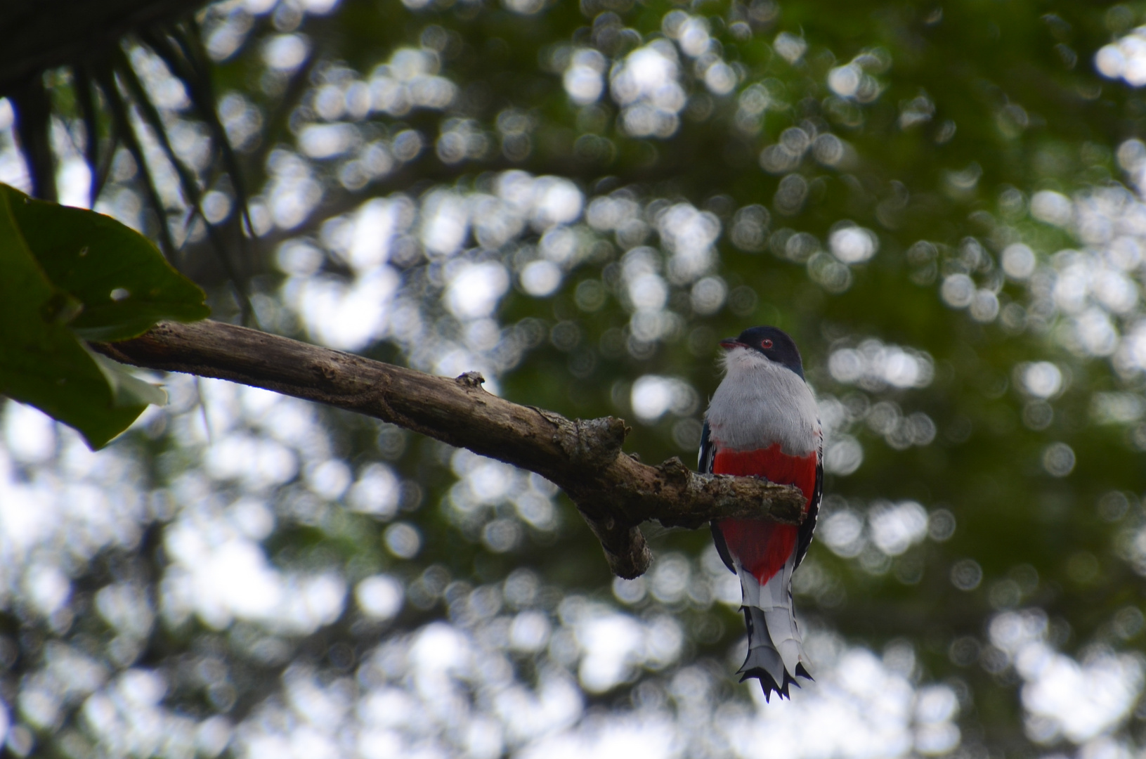 Kuba Trogon