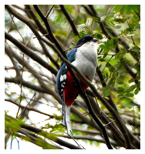 Kuba Trogon