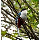 Kuba Trogon