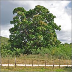 Kuba, Valle de los Ingenios, Mangobaum