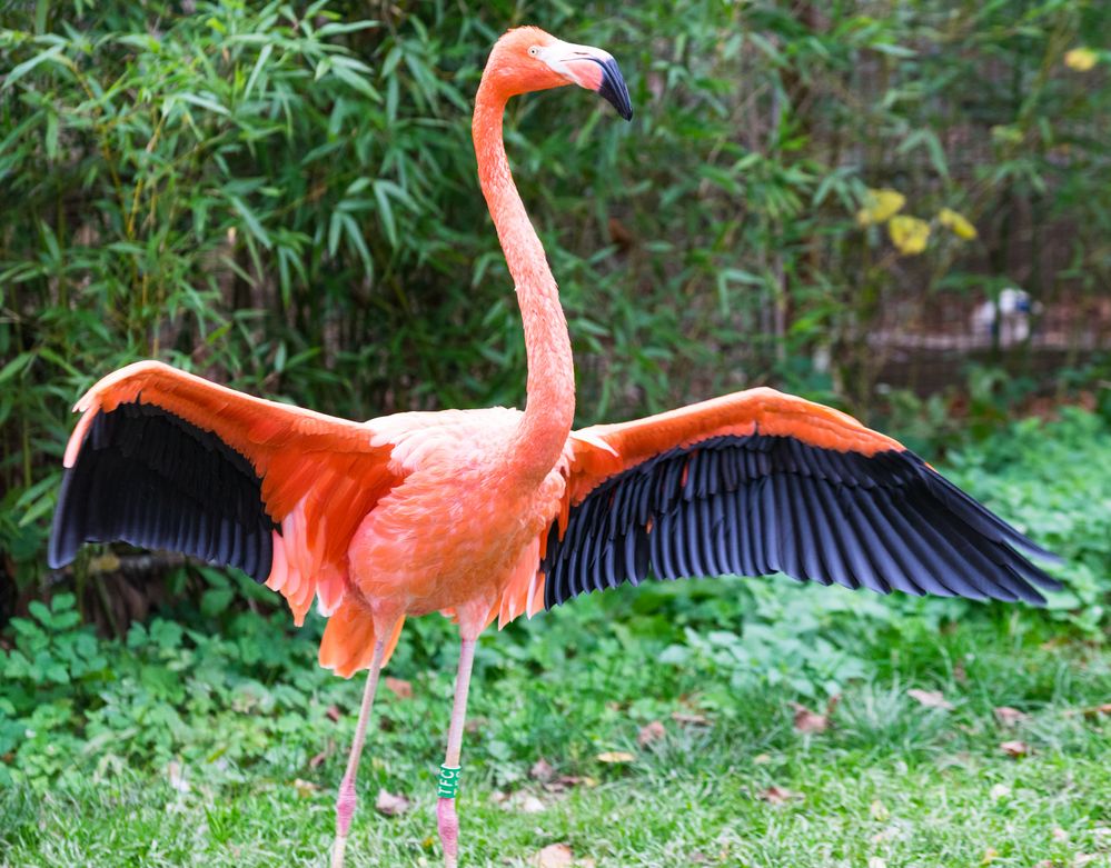 Kubaflamingo im Tierpark Göppingen