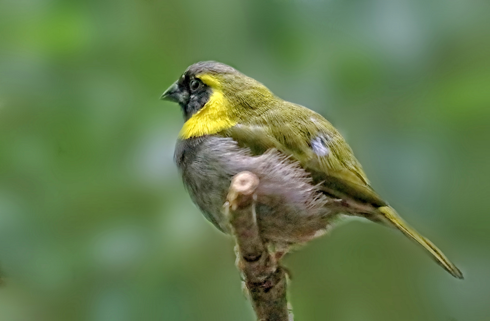 Kubagimpeltangare Cuban Grassquit .