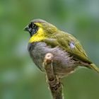 Kubagimpeltangare Cuban Grassquit .