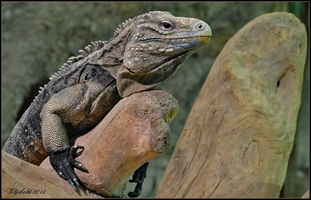 Kubaleguan (Cyclura nubila)