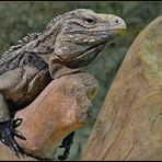 Kubaleguan (Cyclura nubila)