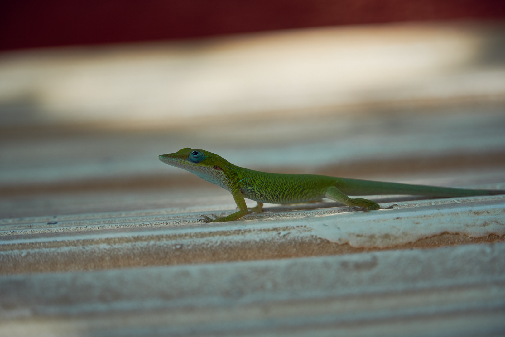 Kubanische Anolis