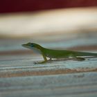 Kubanische Anolis