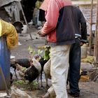 Kubanische Massentierhaltung von Puten. Handfütterung