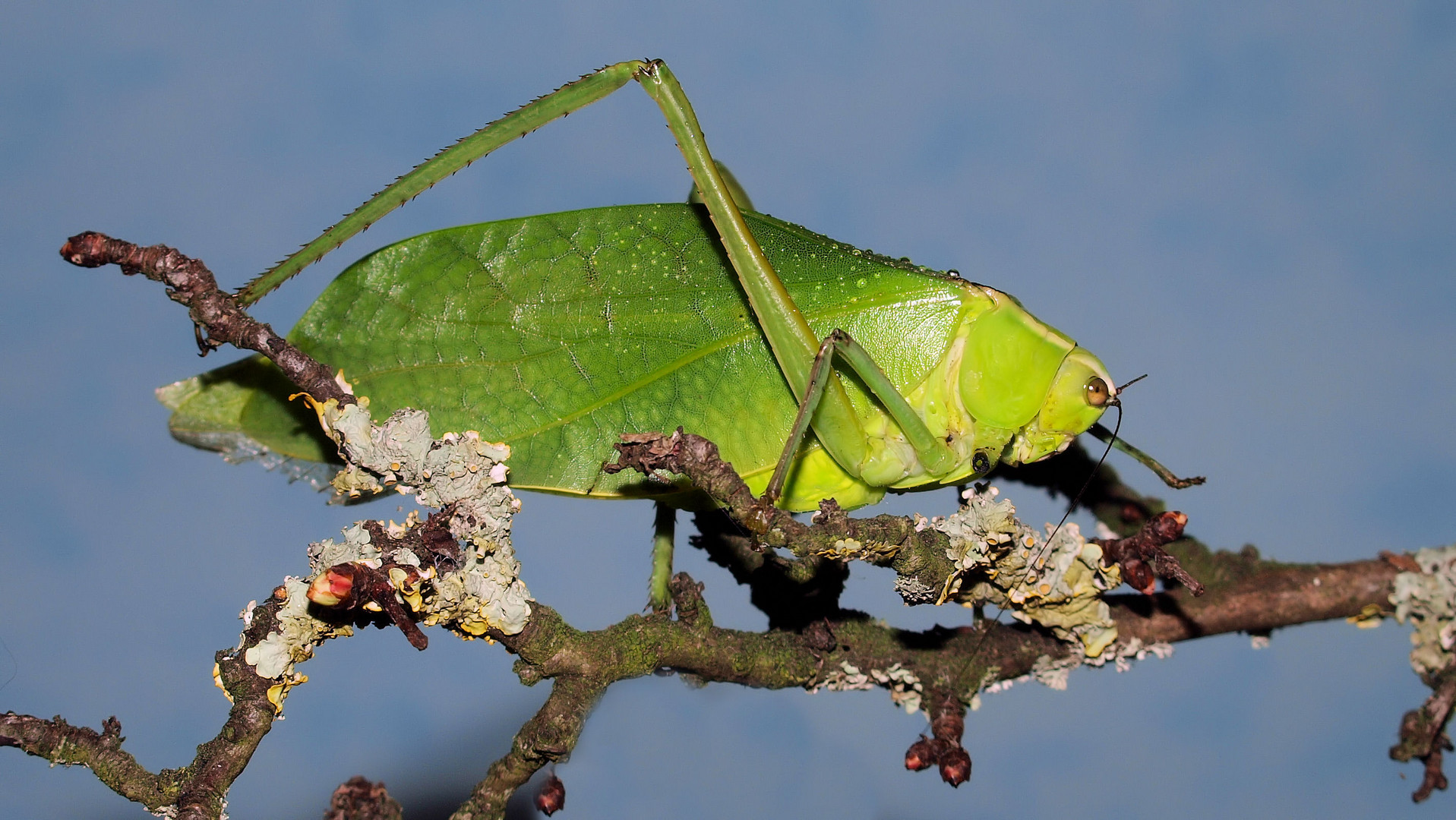 Kubanische Riesenblattschrecken ( stilpnochlora couloniana ) 