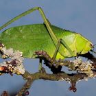 Kubanische Riesenblattschrecken ( stilpnochlora couloniana ) 