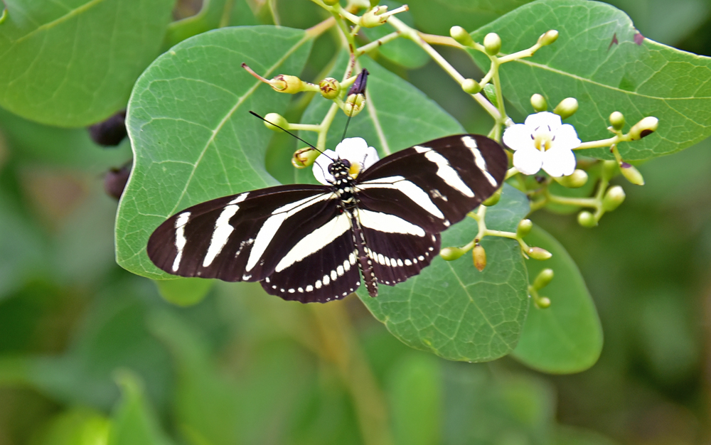 Kubanische Schönheiten 7