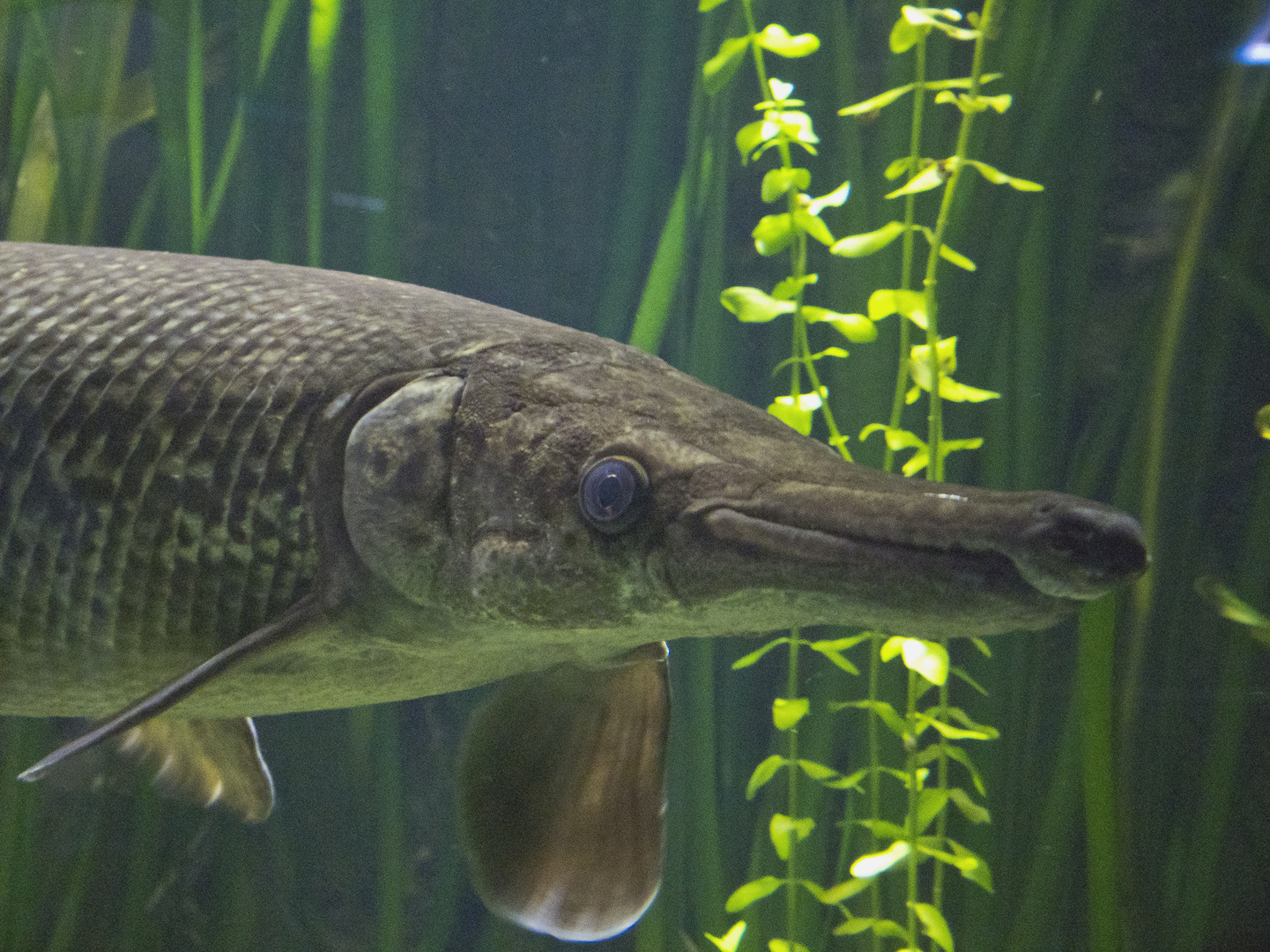 Kubanischer Alligatorhecht - fotografiert im Tierpark Helllabrunn