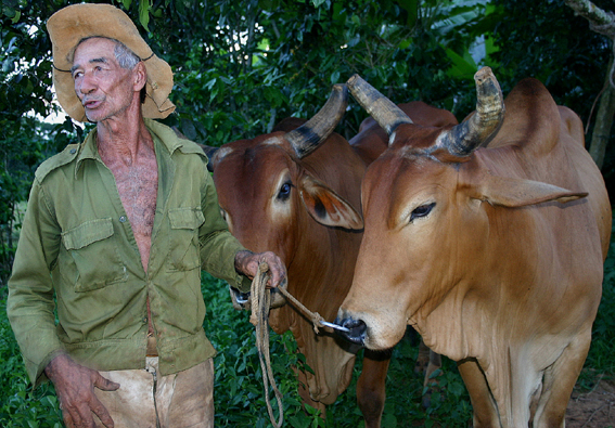 Kubanischer Farmer