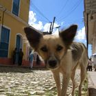 Kubanischer Hundeblick