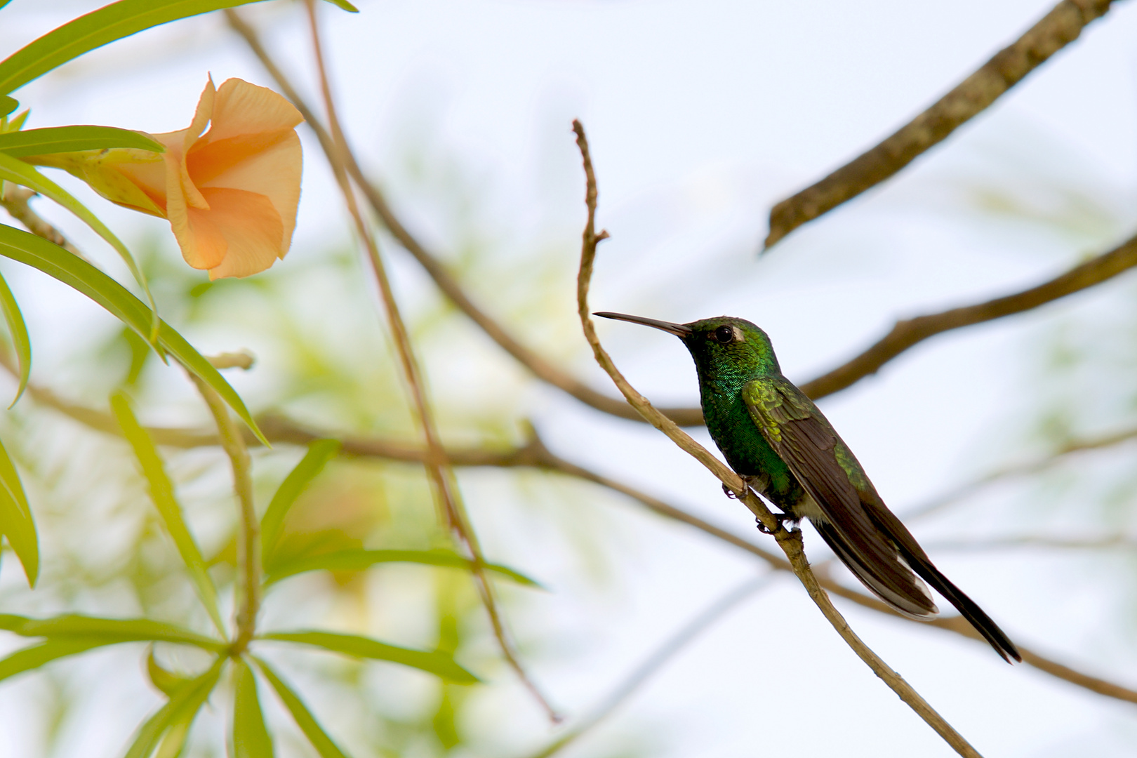 Kubanischer Kolibri