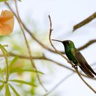 Kubanischer Kolibri