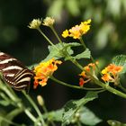 Kubanischer Schmetterling