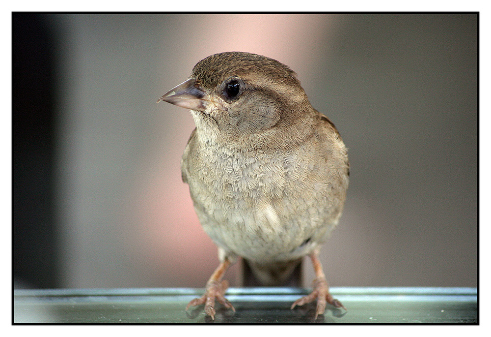 Kubanischer Spatz