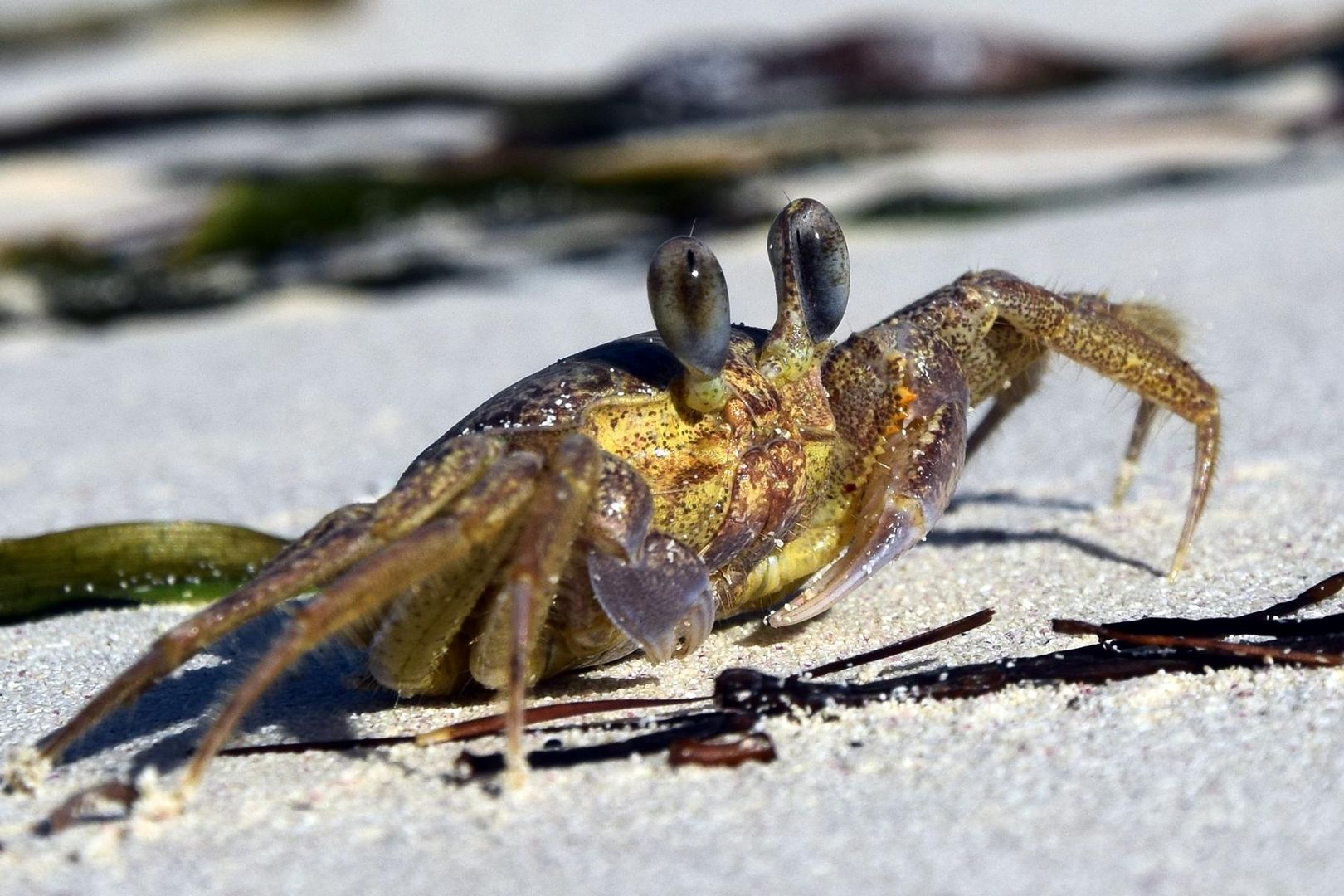 Kubanischer Strandflitzer