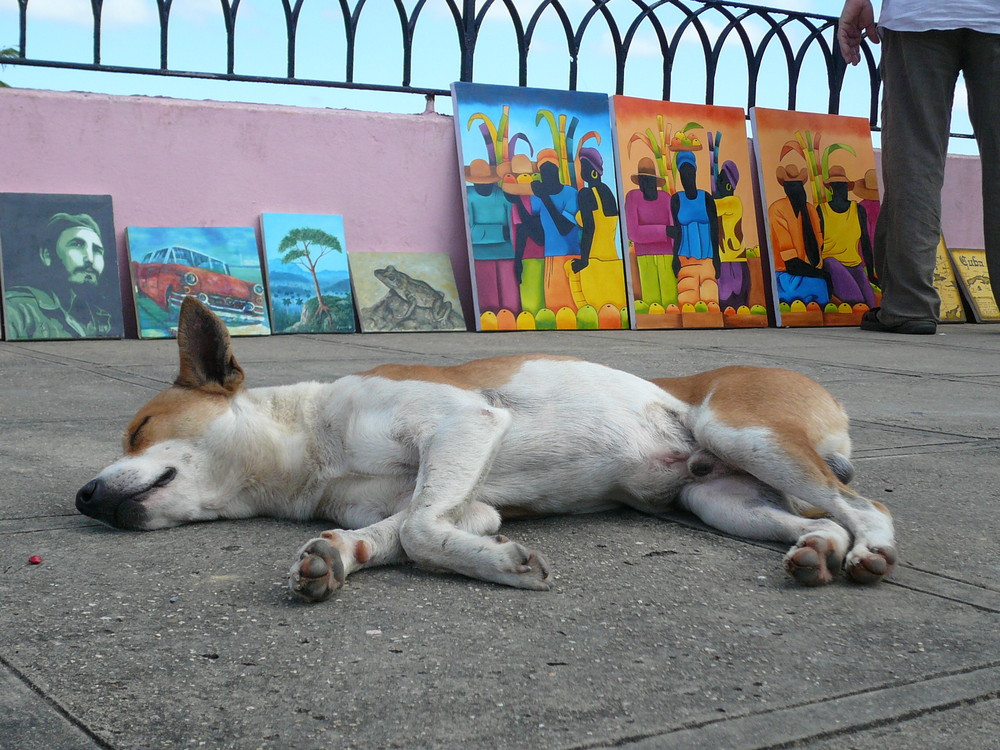 kubanisches Hundeleben