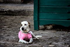 Kubanisches Hundeshirt!