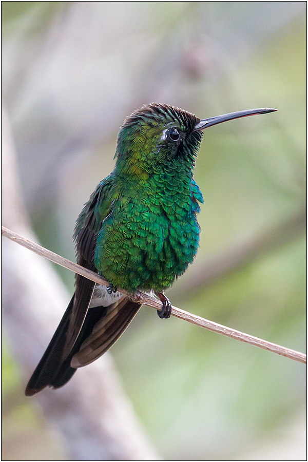 Kubasmaragdkolibri