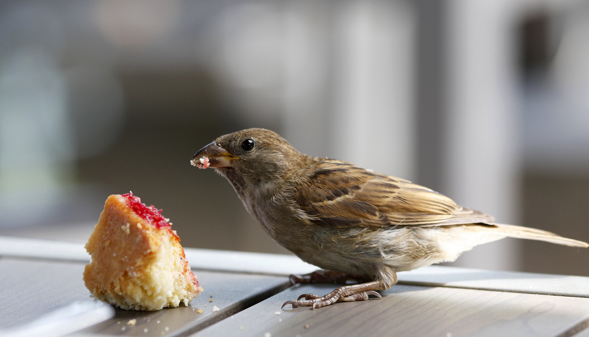 "Kuchen für Alle!"