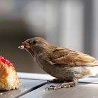 "Kuchen für Alle!"