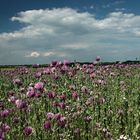 Kuchen Mohn