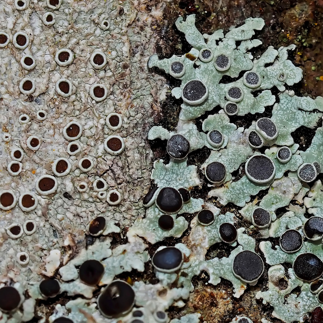 Kuchenflechte (Gattung Lecanora) und Ziegen-Schwielenflechte (Physcia aipolia)