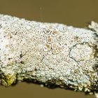 Kuchenflechte (Lecanora spec.)