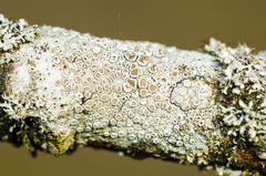 Kuchenflechte (Lecanora spec.)