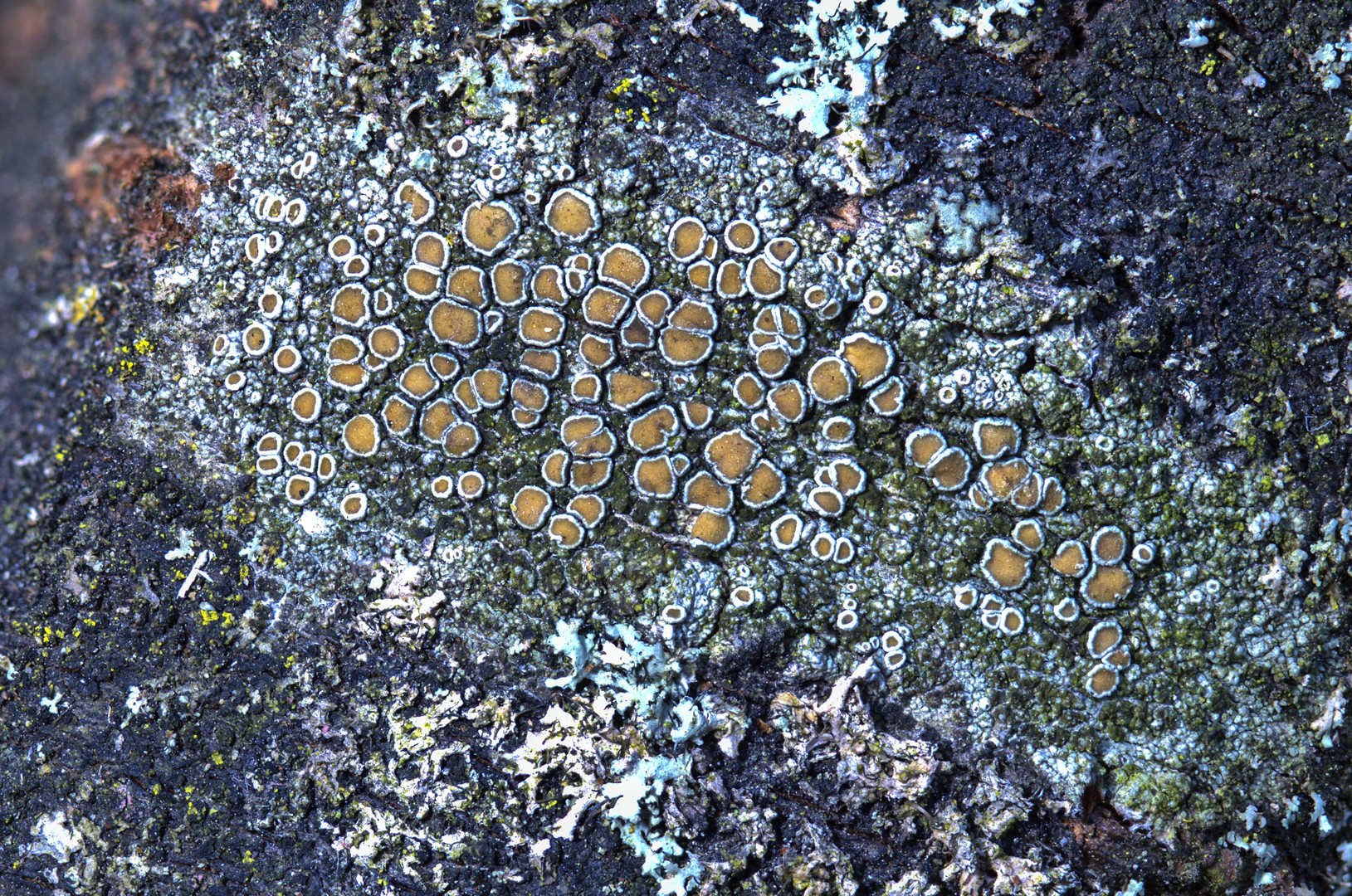 Kuchenflechte (Lecanora spec.)